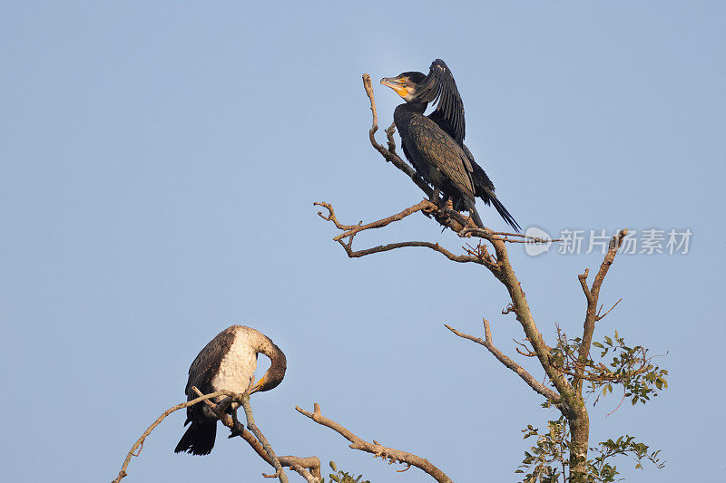 鸬鹚鸟:一群成年大鸬鹚(Phalacrocorax carbo)，又名黑毛、大黑鸬鹚、黑鸬鹚或大鸬鹚。